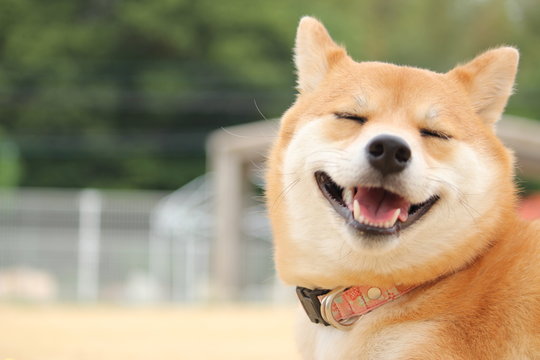 新しいワンコ